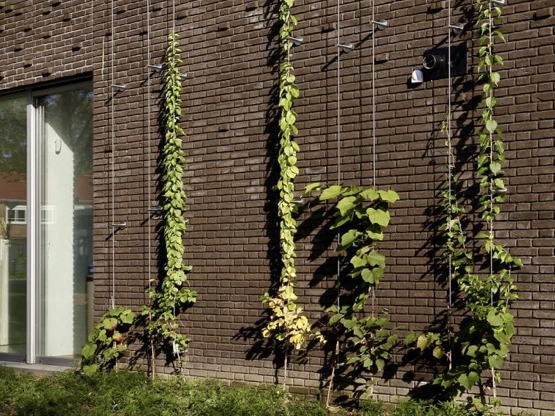 Klimplanten groeien via kabels tegen de muur omhoog
