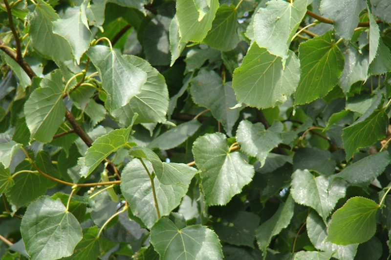 Tilia cordata Greenspire blad