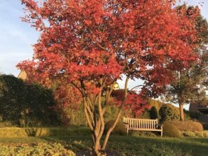 Amelanchier lamarckii